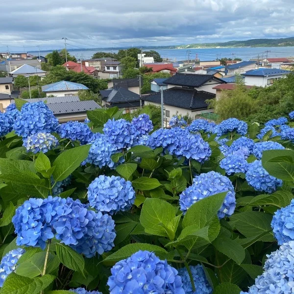 今日も