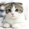 あなたの手が夢をかなえます！のサムネイル