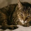 ご予約多数につきセラピスト大募集中✨のサムネイル