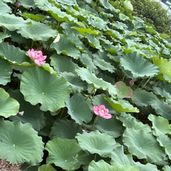 本日最終日💁‍♀️