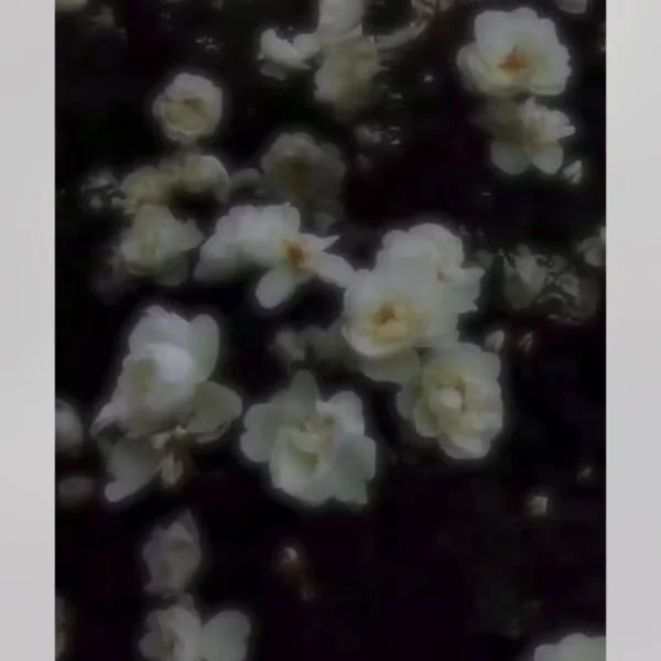 ありがとにゃん🤍