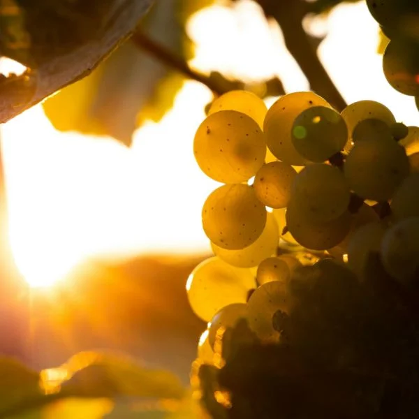 ９月🍇２日目