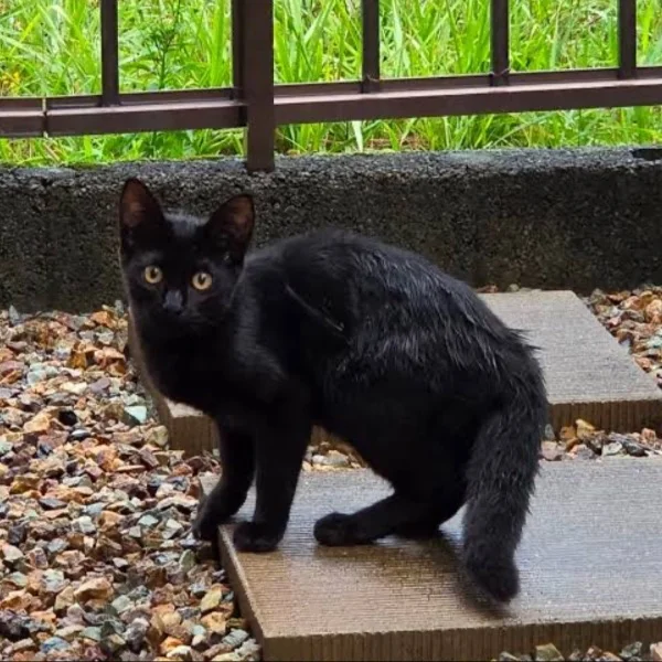 久しぶりに黒猫見かけた💕