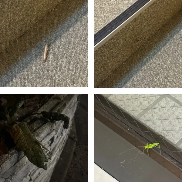 またカマキリが‼️   虫画像注意⚠️