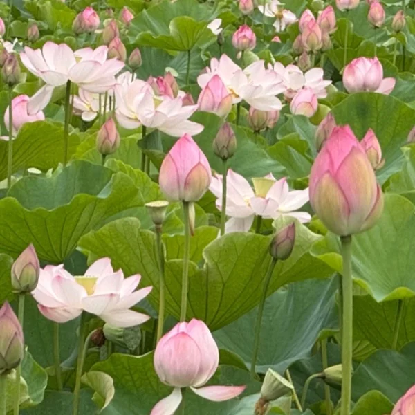 来週金曜日のみ出勤🍀.*