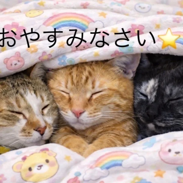 会員申請の仕方✨️簡単です✨️