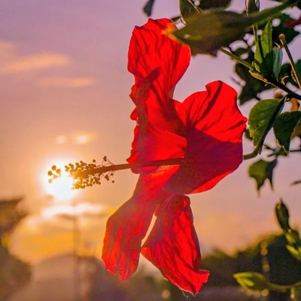 ただいま～🌺