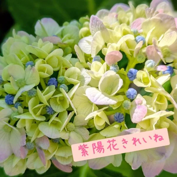 嬉しい～っ‪‪❤︎‬*. ﾟ