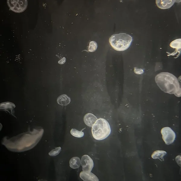 幸せ🫰