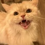 採用担当の野中さん