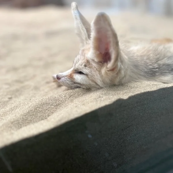 🐰🤍