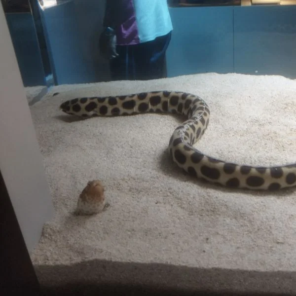 ヘビ🐍