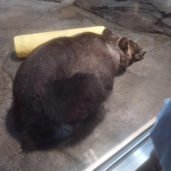 🐻