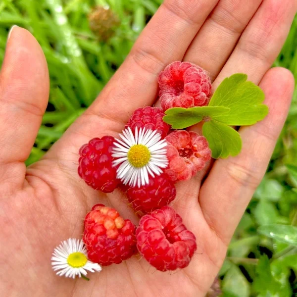 木苺摘み🍓❁⃘*.ﾟ