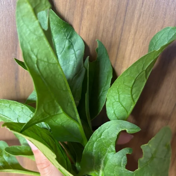 野菜収穫⸜(*˙꒳˙*)⸝🥬