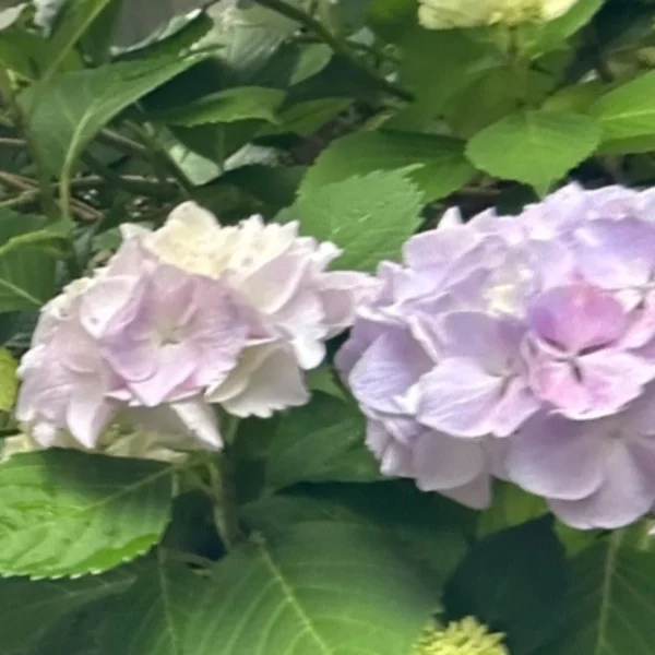 ありがとうございました ·͜·♡