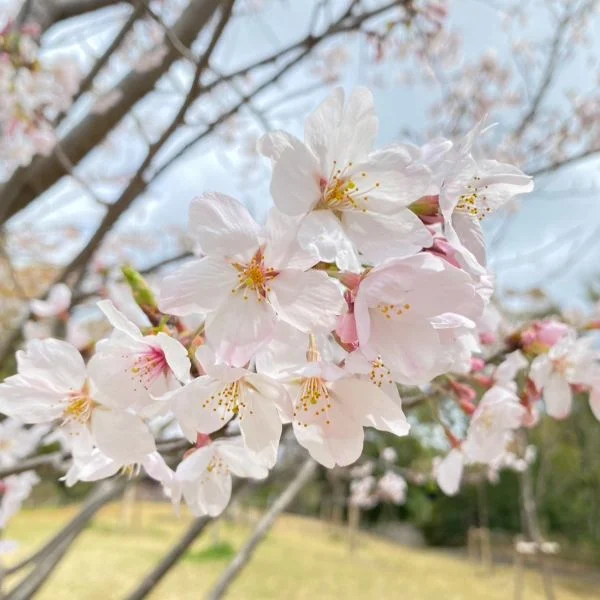 今日は0時まで