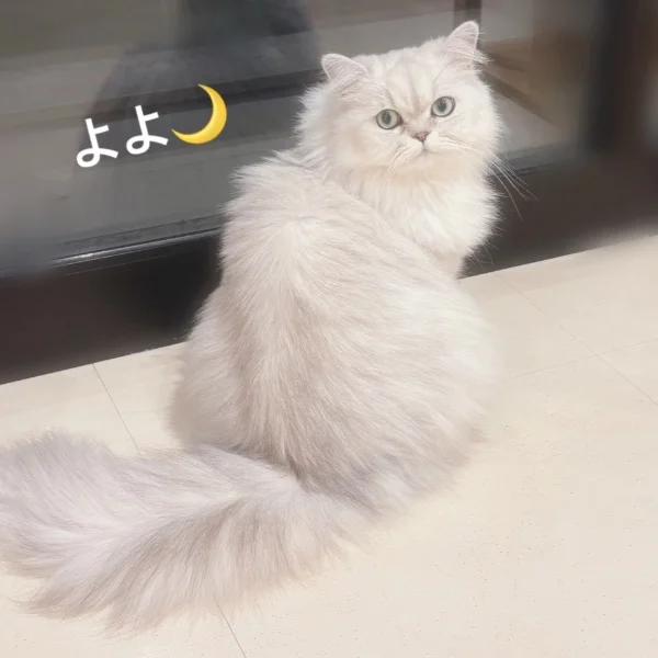 ありがとう🌙* :ﾟ