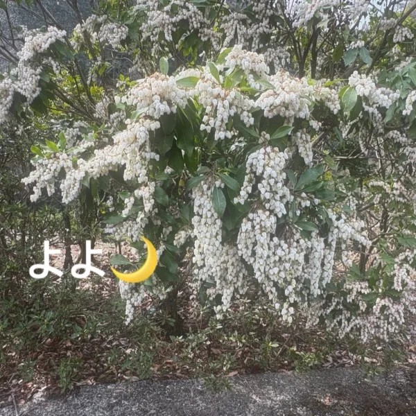 ありがとう🌙* :ﾟ