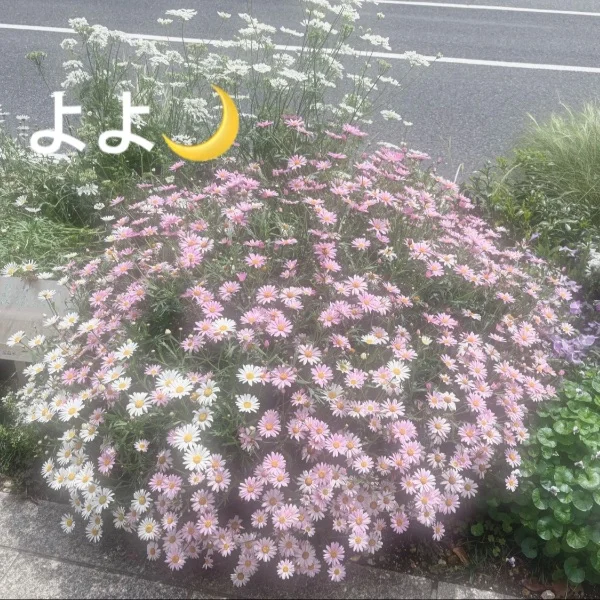 ありがとう🌙* :ﾟ