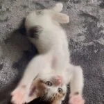 採用担当の成宮さん