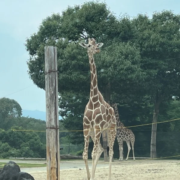 いつもありがとうございます。