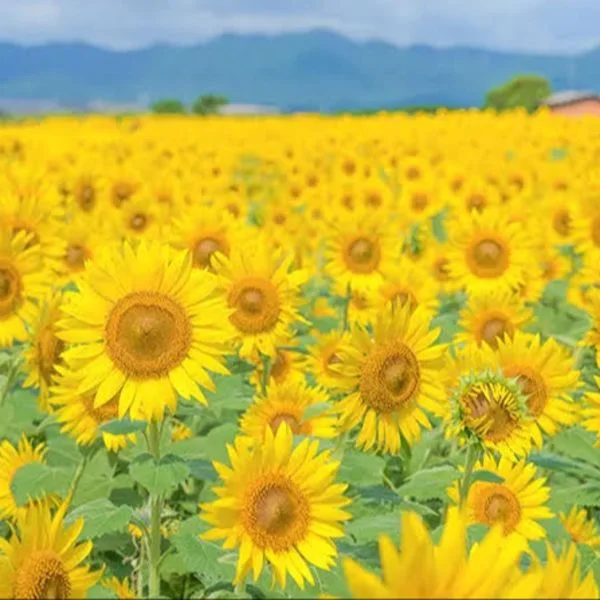 お久しぶりです