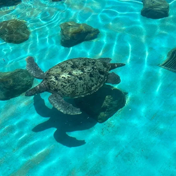 最短13:00～🐢💗