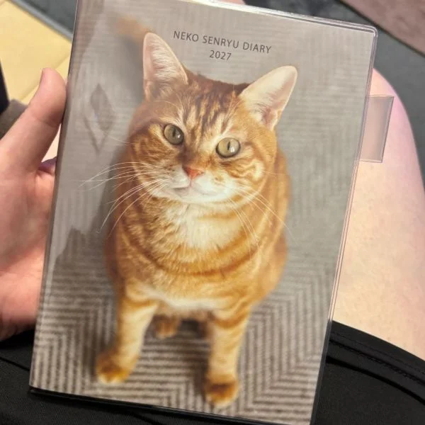 NEW🐱