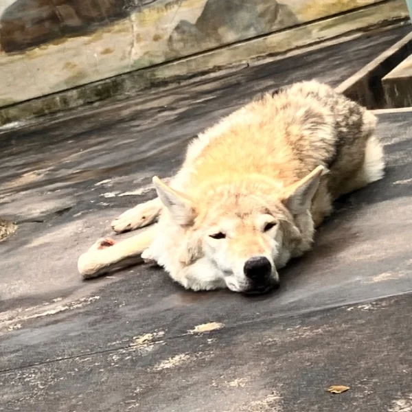 本日21時からお待ちしてます☺️