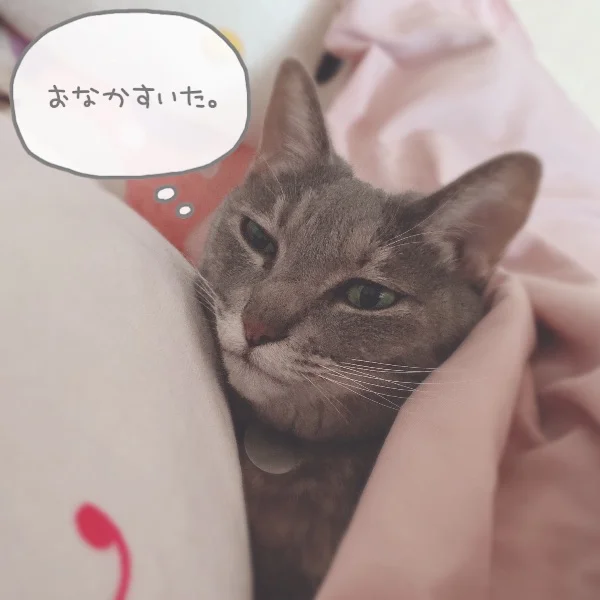 🐈‍⬛🎀⸝⸝꙳⋆