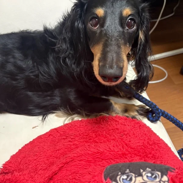 犬