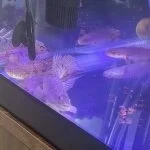 採用担当の店長さん