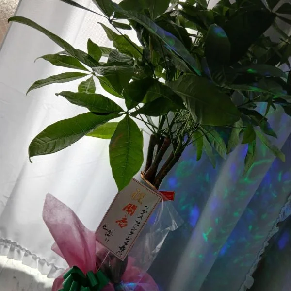 莉桜🌸