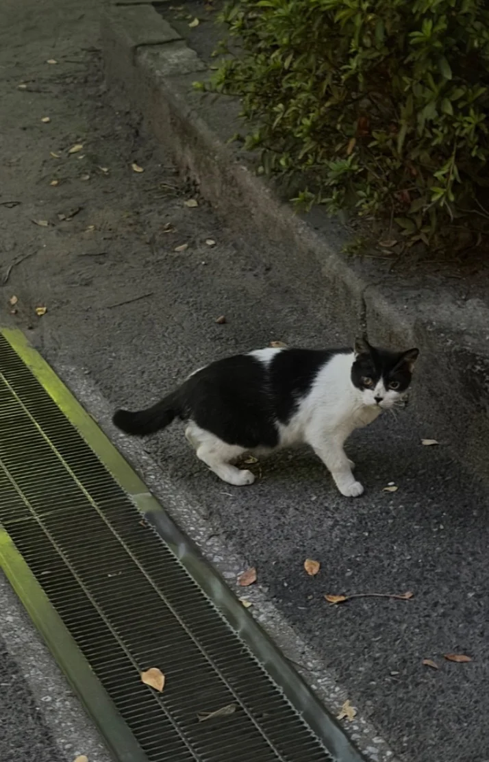 しゅ！きょうも！