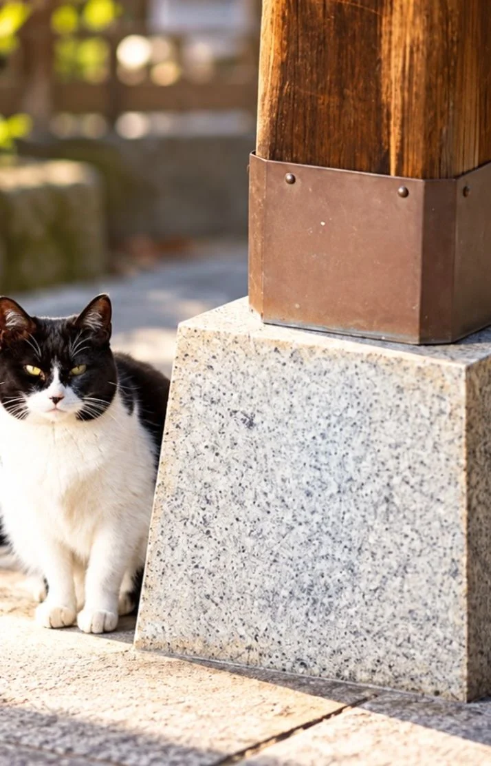 🐈 あれ？また会ったね💕